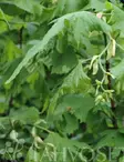 LIUSKALEHTILEHMUS - Muut lehtipuut - 6417189418801 - 1