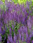LOISTOSALVIA BLAUKÖNIGIN - Muut perennat - 2021392000001 - 1