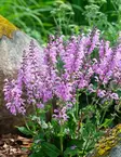 NIITTYSALVIA PRETTY IN PINK - Muut perennat - 2004161500001 - 1