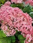 PALLOHORTENSIA PINK ANNABELLE - Hortensiat - 2063011600001 - 1