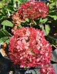 PALLOHORTENSIA RUBY ANNABELLE - Hortensiat - 2021223700001 - 1