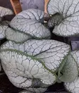 ROTKOLEMMIKKI SILVER HEART C2 - Muut perennat - 2045061300001 - 1
