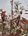 RUSOTUOMIPIHLAJA - Muut lehtipuut - 2070855400001 - 1