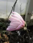 TÄHTIMAGNOLIA ROSEA - Magnoliat - 2032695000001 - 2