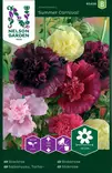 TARHASALKORUUSU SUMMER CARNIVAL, SEOS - Muut kesäkukkien siemenet - 7312600954281 - 1
