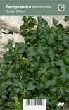 VARJOYRTTI GREEN SHEEN - Muut perennat - 2021148700001 - 1