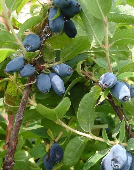 HUNAJAMARJA HONEYBEE - Hunajamarjat - 2012032100007 - 1