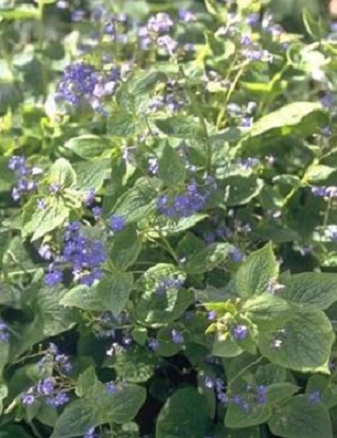 ROTKOLEMMIKKI - Muut perennat - 2041839100002 - 1