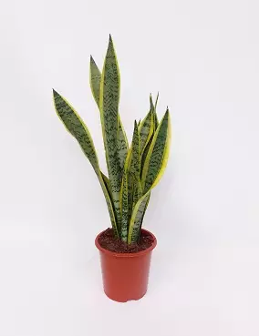 KELTAREUNA-ANOPINKIELI LAURENTII - Anopinkielet - 2000012400001 - 1