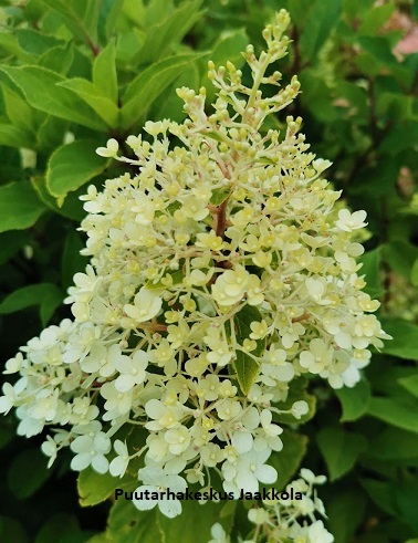 SYYSHORTENSIA LITTLE FRESCO - Hortensiat - 2020030200001 - 1