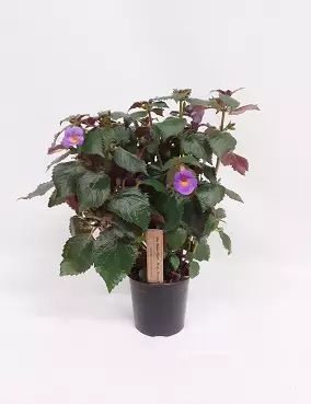 TORPANKUKKA PURPLE SUN - Kukkivat viherkasvit - 2092483700001 - 1