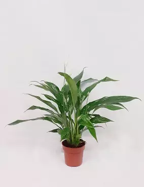 VIIRIVEHKA SWEET CHICO - Kukkivat viherkasvit - 3024258031 - 1