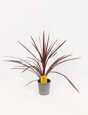 VERILILJAPUU RED STAR - Muut viherkasvit - 5708869140121 - 1