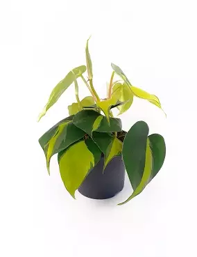 HERTTAKÖYNNÖSVEHKA BRASIL - Vehkat - 8712815723501 - 1