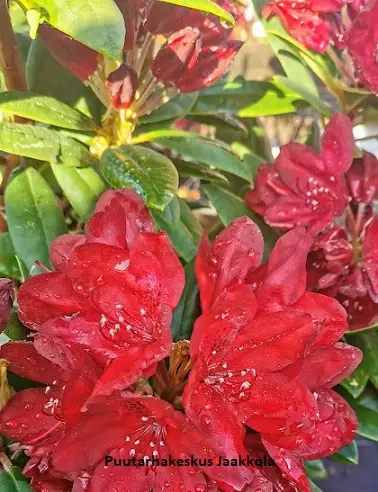 ALPPIRUUSU FRANCESCA - Alppiruusut - 2025774600001 - 1