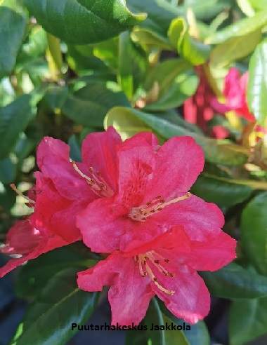 ALPPIRUUSU MAURITZ - Alppiruusut - 2009618100001 - 1