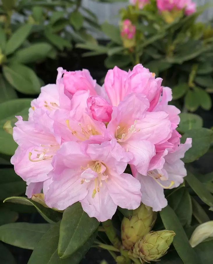 ALPPIRUUSU RITVA - Alppiruusut - 2020550500001 - 1