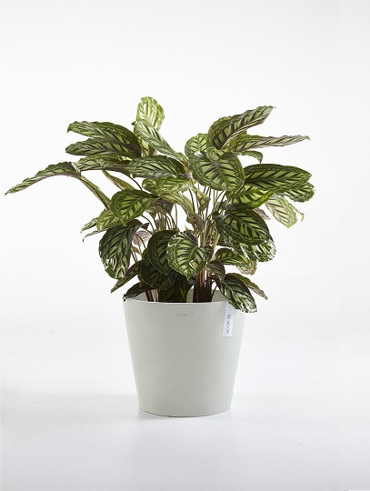 AMSTERDAM RUUKKU VALKOHARMAA 50 CM - Muoviruukut - 5413724301301 - 1