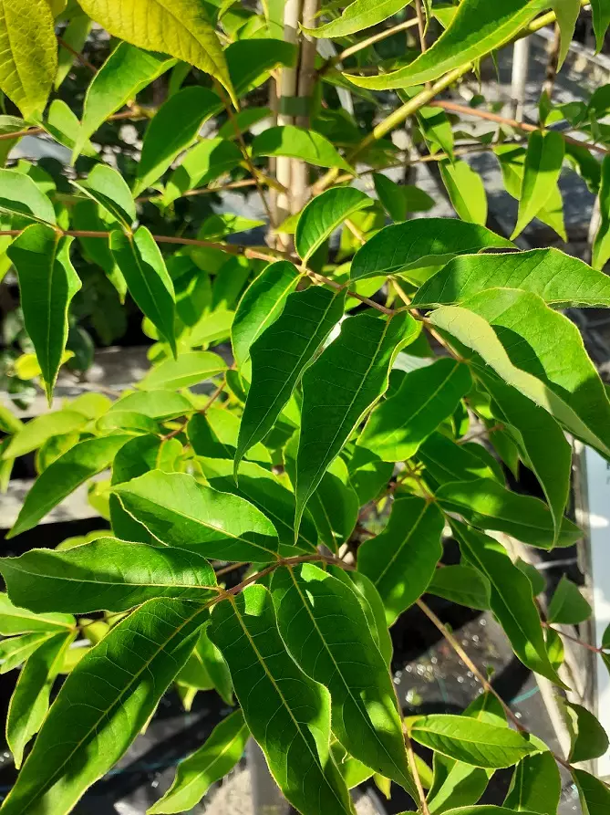 AMURINKORKKIPUU - Muut lehtipuut - 2099331600001 - 2