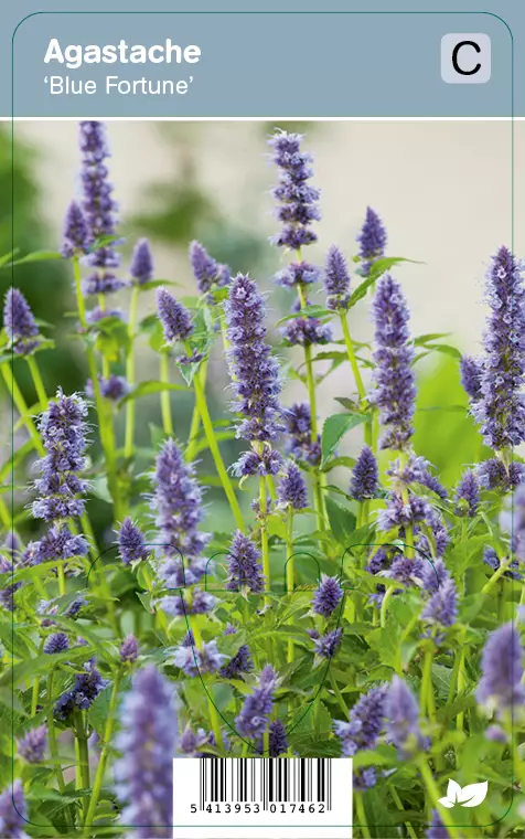 ANISIISO BLUE FORTUNE - Muut perennat - 2030174600001 - 1