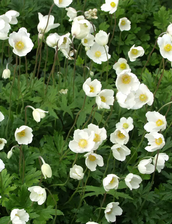 AROVUOKKO - Muut perennat - 2045491200001 - 1