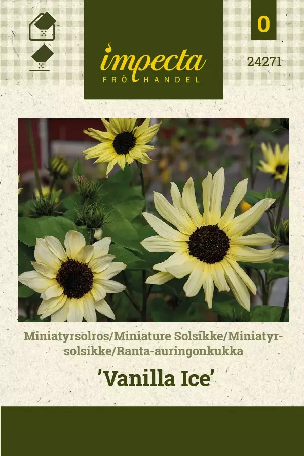 RANTA-AURINGONKUKKA VANILLA ICE - Auringonkukan siemenet - 7332756242711 - 1