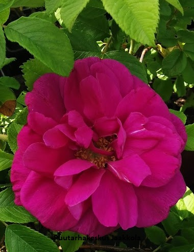 HANSARUUSU - Pensasruusut - 2002016400001 - 1