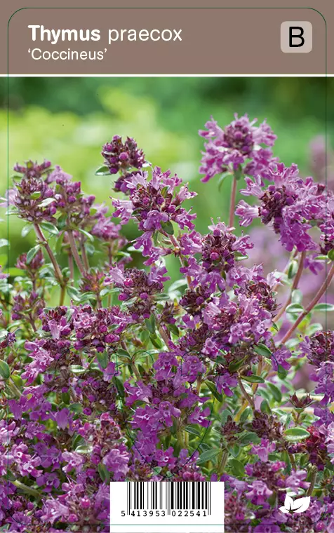 HARMAA-AJURUOHO COCCINEUS - Muut perennat - 5413953022541 - 1