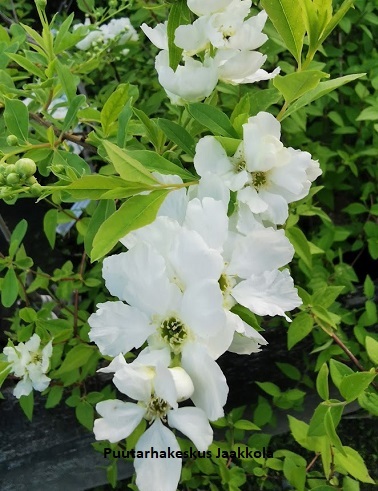 HELMIPENSAS THE BRIDE - Muut pensaat - 2090875800001 - 1