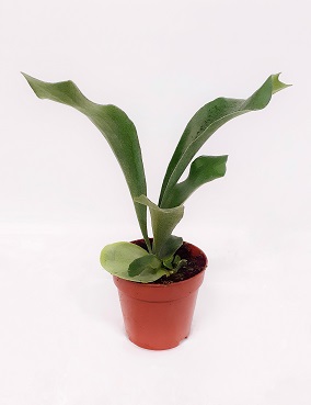 HIRVENSARVISANIAINEN - Saniaiset - 9900000335571 - 1