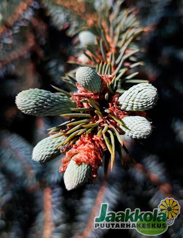 HOPEAKUUSI SUPER BLUE - Kuuset - 10303101 - 1