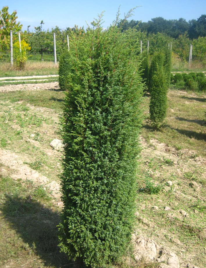 IRLANNINKATAJA - Katajat - 2002001000001 - 1