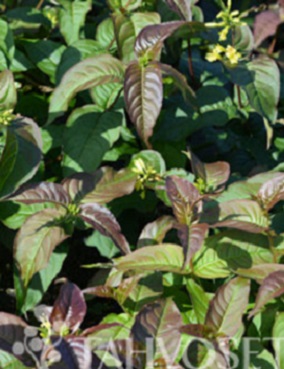 ISOVUOHENKUUSAMA KODIAK BLACK - Muut pensaat - 2093518100001 - 1