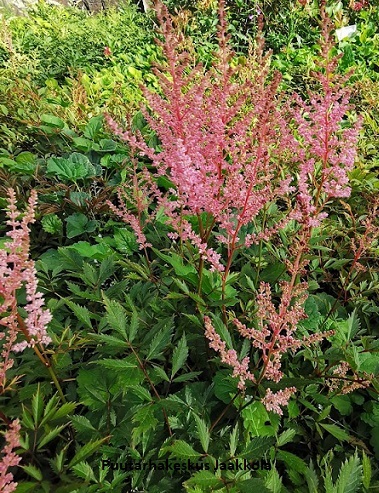 JALOANGERVO ERIKA - Jaloangervot - 2001550800001 - 1