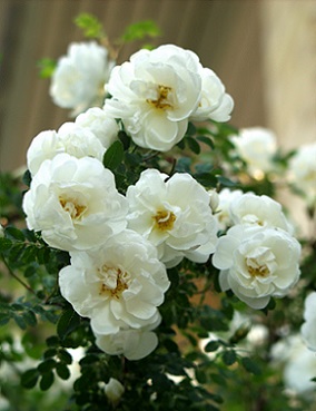 JUHANNUSRUUSU PLENA - Pensasruusut - 2001738000001 - 1