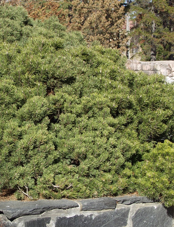 KÄÄPIÖVUORIMÄNTY - Männyt - 10304101 - 1