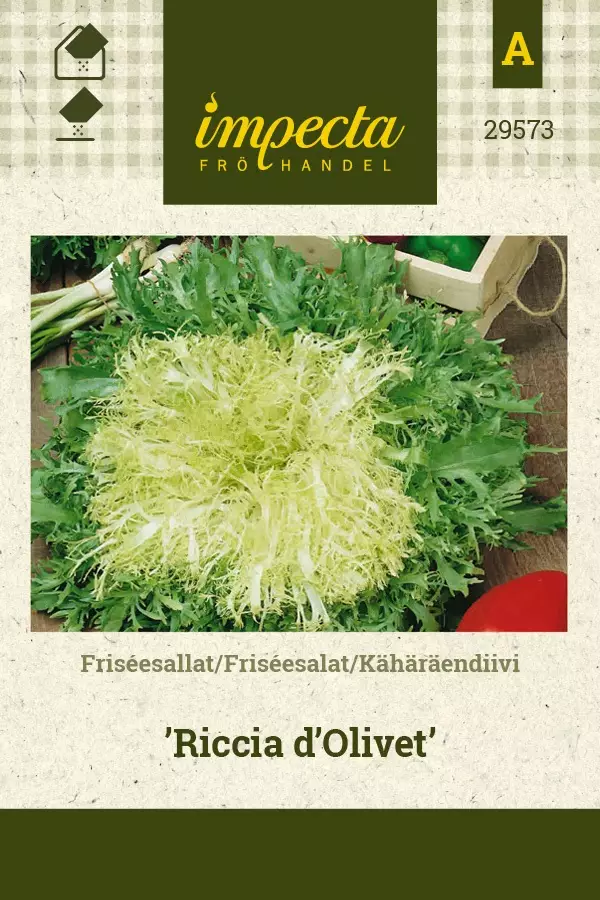 KÄHÄRÄENDIIVI RICCIA D'OLIVET - Salaatin siemenet - 7332756295731 - 1