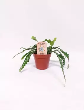 KALANRUOTOKAKTUS - Kaktukset, mehikasvit ja tyräkit - 2010300100001 - 1