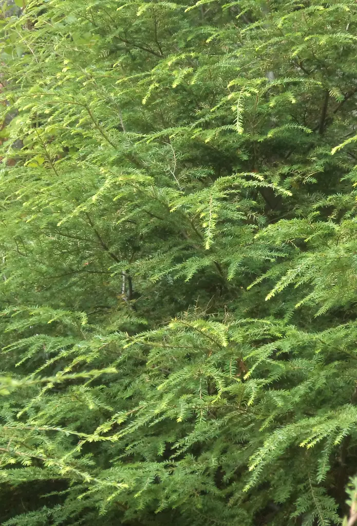 KANADANHEMLOKKI - Muut havukasvit - 10306101 - 1