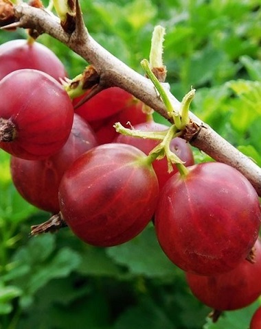 KARVIAINEN LEPAAN PUNAINEN rungollinen - Muut marjakasvit - 2020003400001 - 1