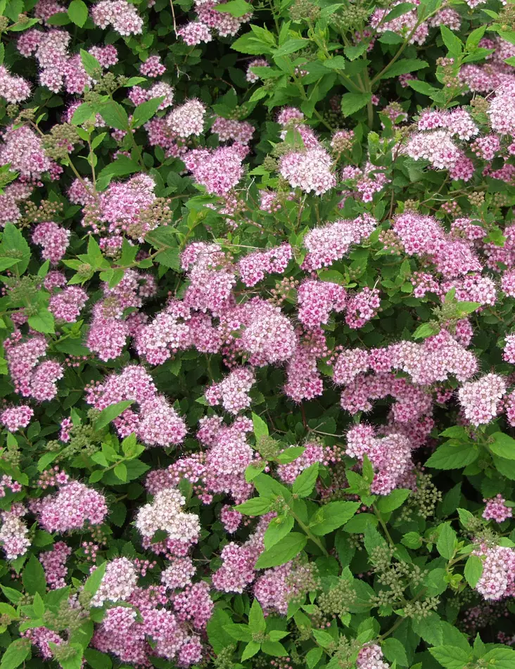 KEIJUANGERVO - Angervot - 2000175000001 - 1