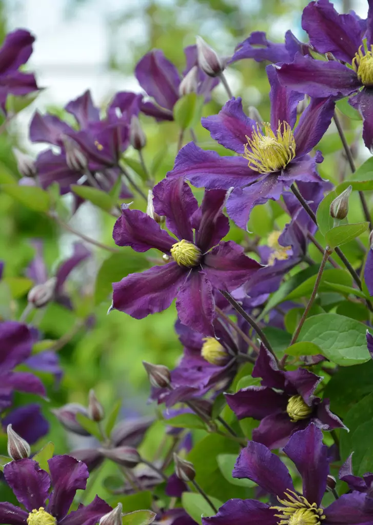 KELLOKÄRHÖ ONCE MORE - Kärhöt - 2057999200001 - 1