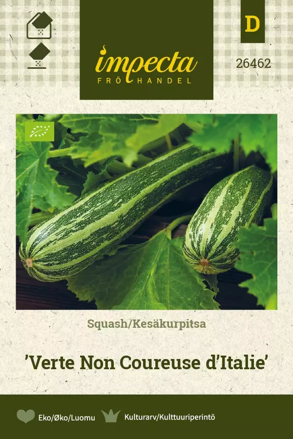 KESÄKURPITSA VERTE NON COUREUSE D'ITALIE - Kurpitsan siemenet - 7332756264621 - 1