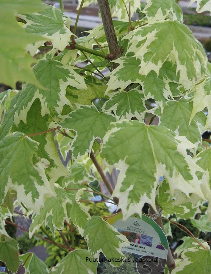 KIRJOVAAHTERA - Vaahterat - 2000182000001 - 1