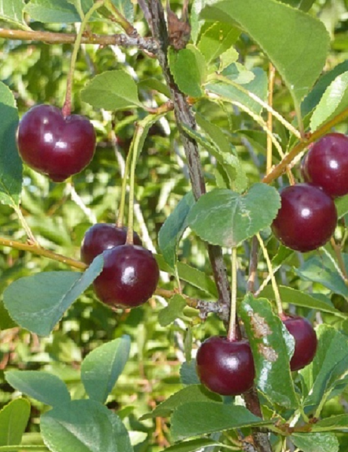 KIRSIKKAPUU CARMINE JEWEL - Kirsikkapuut - 2020317400001 - 1