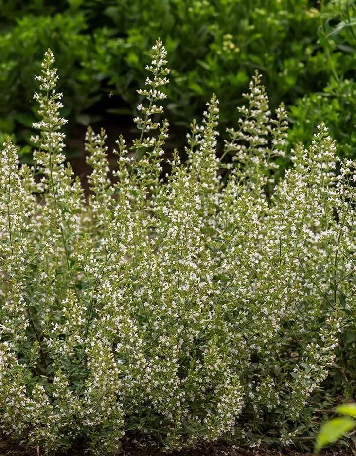 KIVIKKOKÄENMINTTU - Muut perennat - 2040068900001 - 1