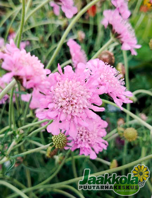 KIVIKKOTÖRMÄKUKKA PINK MIST - Muut perennat - 2094652100001 - 2
