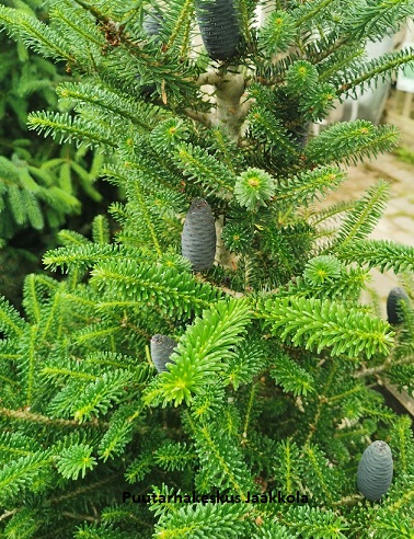 KOREANPIHTA - Pihdat - 10305101 - 1