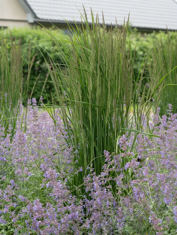 KORISTEKASTIKKA KARL FOERSTER - Koristeheinät - 2032838100001 - 1