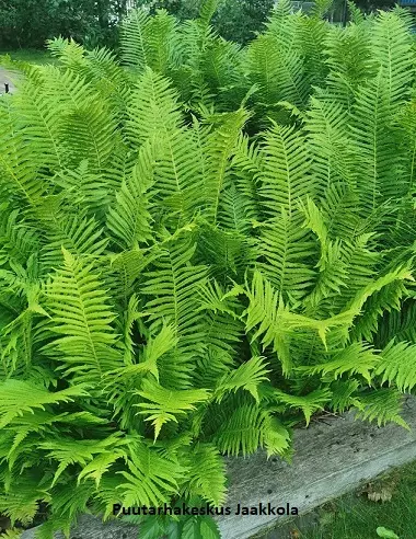 KOTKANSIIPI - Muut perennat - 2040756500001 - 1